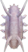 Sea Pig Animal Crossing New Horizons | ACNH Critter - ACNHMALL