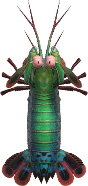 Mantis Shrimp Animal Crossing New Horizons | ACNH Critter - ACNHMALL