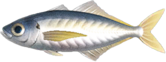 Horse Mackerel Animal Crossing New Horizons | ACNH Critter - ACNHMALL