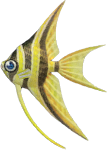 Angelfish