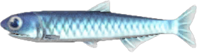 Anchovy