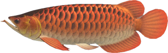 Arowana