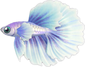 Betta