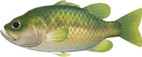 Black Bass Animal Crossing New Horizons | ACNH Critter - ACNHMALL