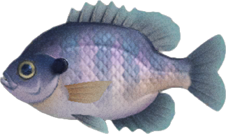 Bluegill Animal Crossing New Horizons | ACNH Critter - ACNHMALL