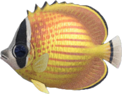 Butterfly Fish Animal Crossing New Horizons | ACNH Critter - ACNHMALL