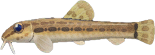 Loach Animal Crossing New Horizons | ACNH Critter - ACNHMALL