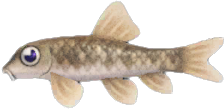 Nibble Fish Animal Crossing New Horizons | ACNH Critter - ACNHMALL