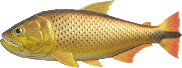 Dorado Animal Crossing New Horizons | ACNH Critter - ACNHMALL