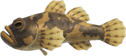 Freshwater Goby Animal Crossing New Horizons | ACNH Critter - ACNHMALL