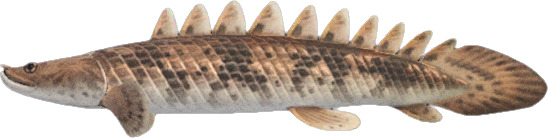 Saddled Bichir