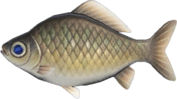 Crucian Carp Animal Crossing New Horizons | ACNH Critter - ACNHMALL