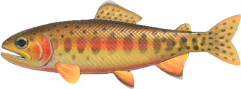 Golden Trout