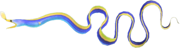 Ribbon Eel