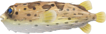 Puffer Fish Animal Crossing New Horizons | ACNH Critter - ACNHMALL