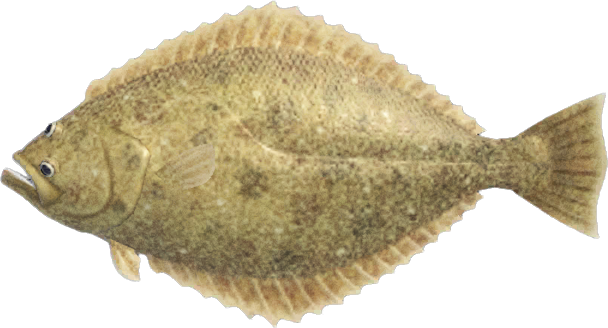 Olive Flounder Animal Crossing New Horizons | ACNH Critter - ACNHMALL