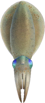 Squid Animal Crossing New Horizons | ACNH Critter - ACNHMALL