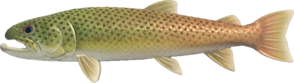 Stringfish