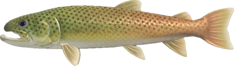 Stringfish Animal Crossing New Horizons | ACNH Critter - ACNHMALL