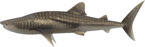 Whale Shark