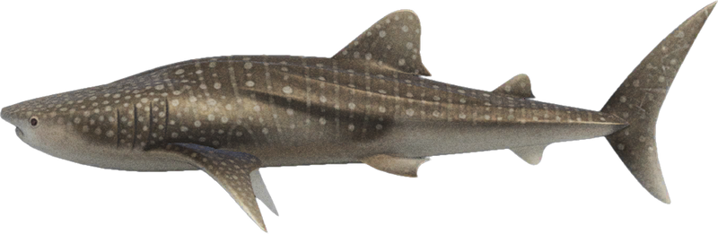 Whale Shark Animal Crossing New Horizons | ACNH Critter - ACNHMALL