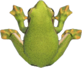 Frog Animal Crossing New Horizons | ACNH Critter - ACNHMALL