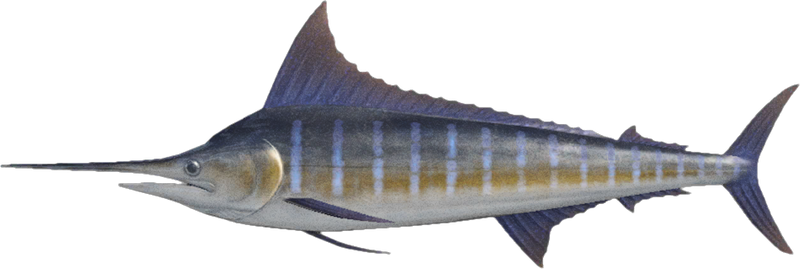 Blue Marlin Animal Crossing New Horizons | ACNH Critter - ACNHMALL