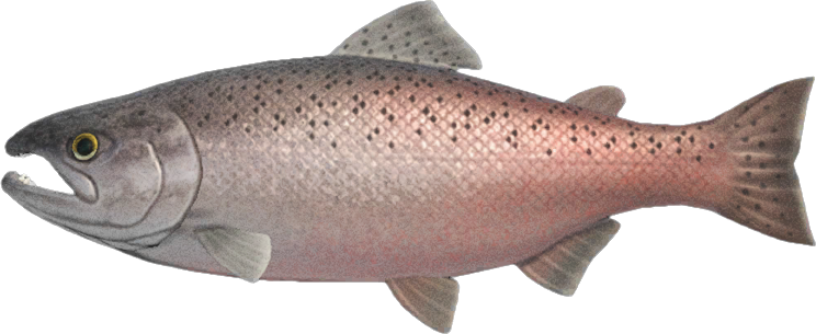 King Salmon Animal Crossing New Horizons | ACNH Critter - ACNHMALL