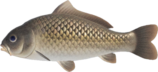 Carp Animal Crossing New Horizons | ACNH Critter - ACNHMALL