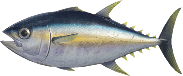 Tuna