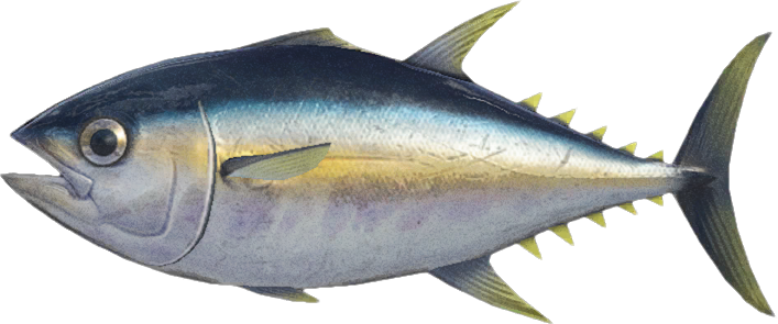 Tuna Animal Crossing New Horizons | ACNH Critter - ACNHMALL