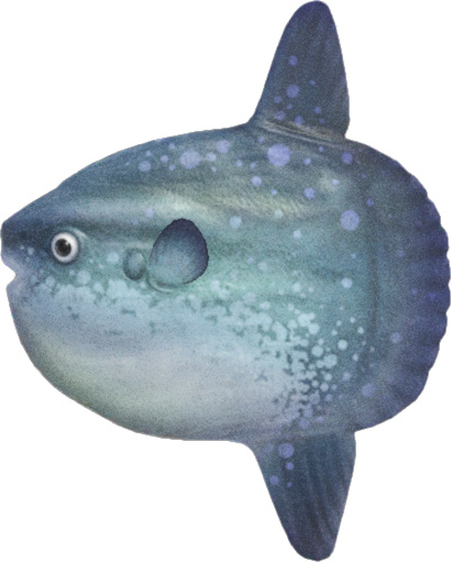 Ocean Sunfish Animal Crossing New Horizons | ACNH Critter - ACNHMALL
