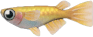 Killifish Animal Crossing New Horizons | ACNH Critter - ACNHMALL
