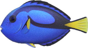 Surgeonfish Animal Crossing New Horizons | ACNH Critter - ACNHMALL