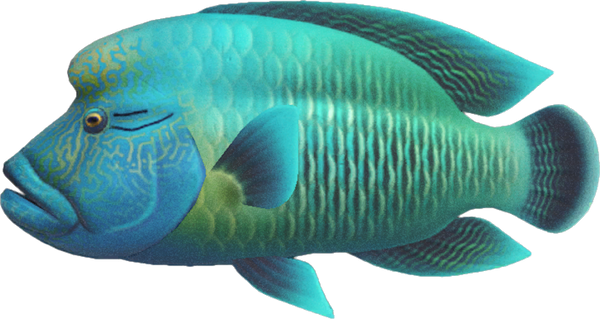 Napoleonfish