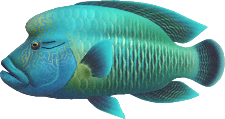 Napoleonfish Animal Crossing New Horizons | ACNH Critter - ACNHMALL