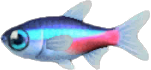 Neon Tetra Animal Crossing New Horizons | ACNH Critter - ACNHMALL