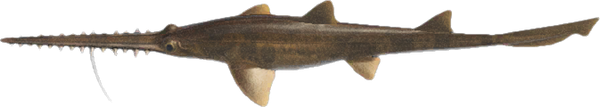 Saw Shark