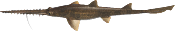 Saw Shark Animal Crossing New Horizons | ACNH Critter - ACNHMALL