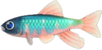 Pale Chub Animal Crossing New Horizons | ACNH Critter - ACNHMALL