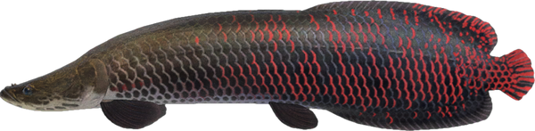 Arapaima