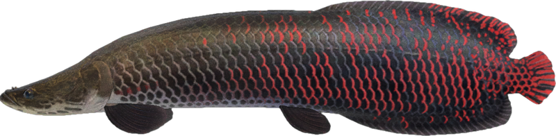 Arapaima Animal Crossing New Horizons | ACNH Critter - ACNHMALL