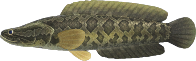 Giant Snakehead Animal Crossing New Horizons | ACNH Critter - ACNHMALL