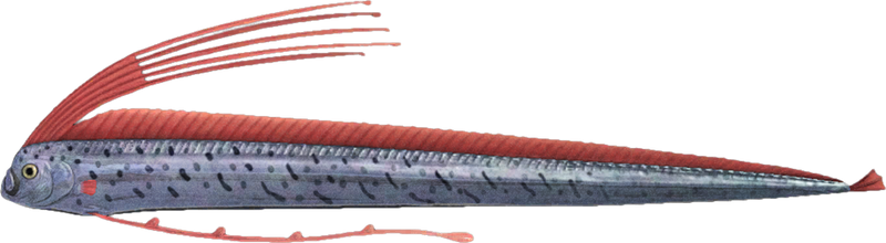Oarfish Animal Crossing New Horizons | ACNH Critter - ACNHMALL