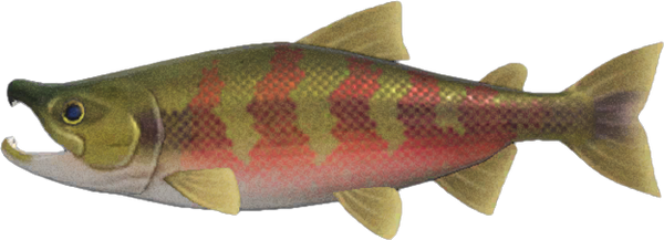 Salmon