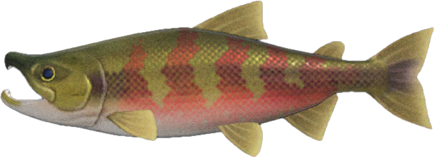 Salmon Animal Crossing New Horizons | ACNH Critter - ACNHMALL
