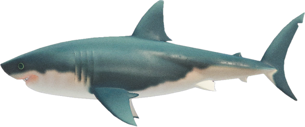 Great White Shark
