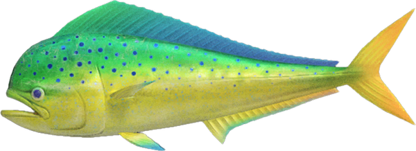 Mahi-Mahi