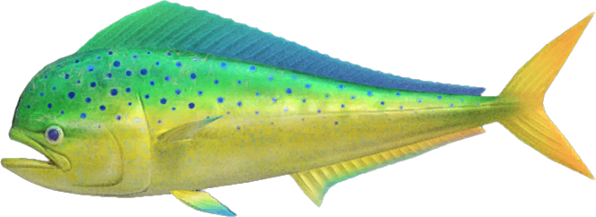 Mahi-Mahi Animal Crossing New Horizons | ACNH Critter - ACNHMALL