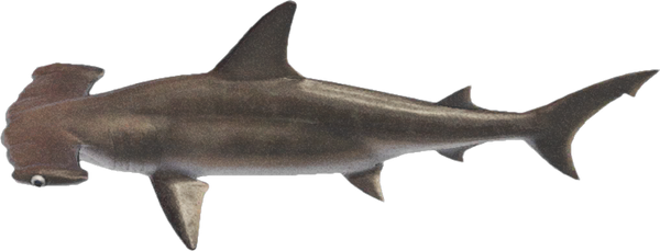 Hammerhead Shark
